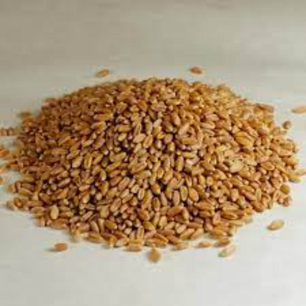 BULK EB - Organic Grains Hard Red Spring Wheat, 26 Lbs